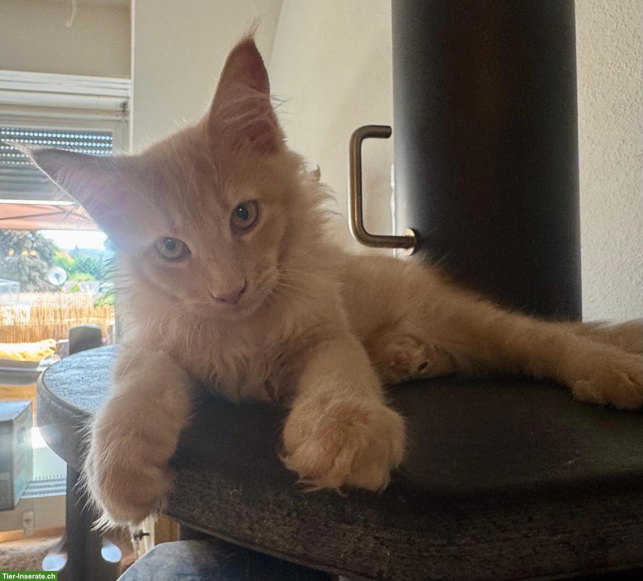 Bild 3: Reinrassige Maine Coon Kitten mit FFH-Stammbaum