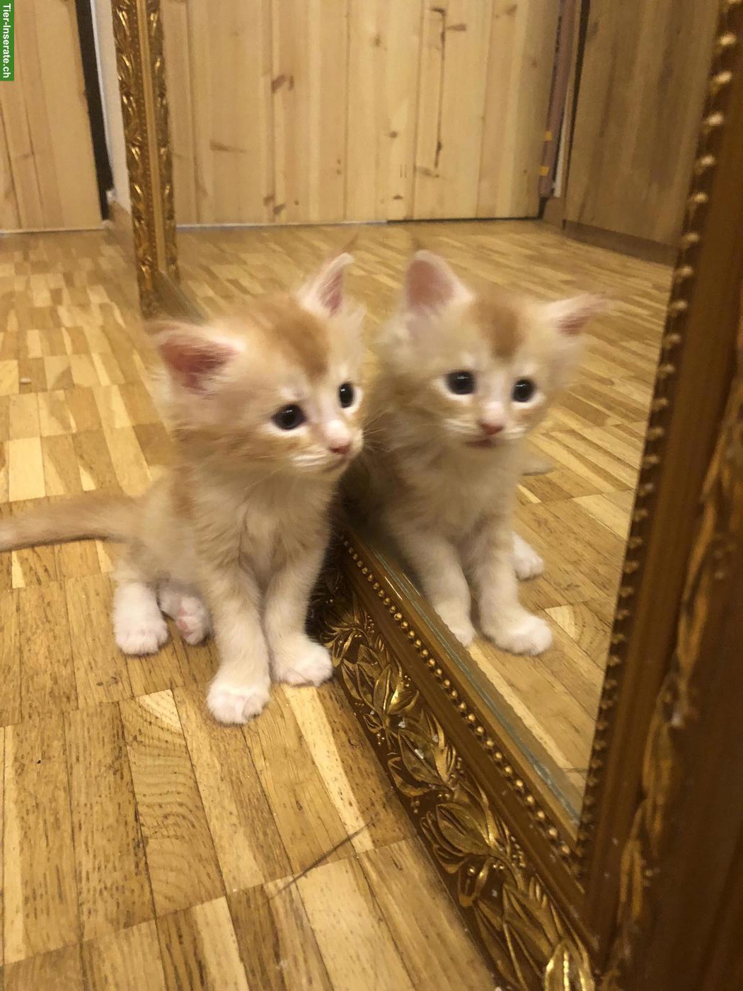 Bild 5: Reinrassige Maine Coon Kitten mit FFH-Stammbaum