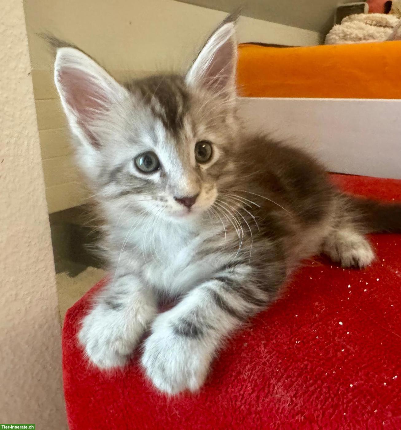 Bild 6: Reinrassige Maine Coon Kitten mit FFH-Stammbaum