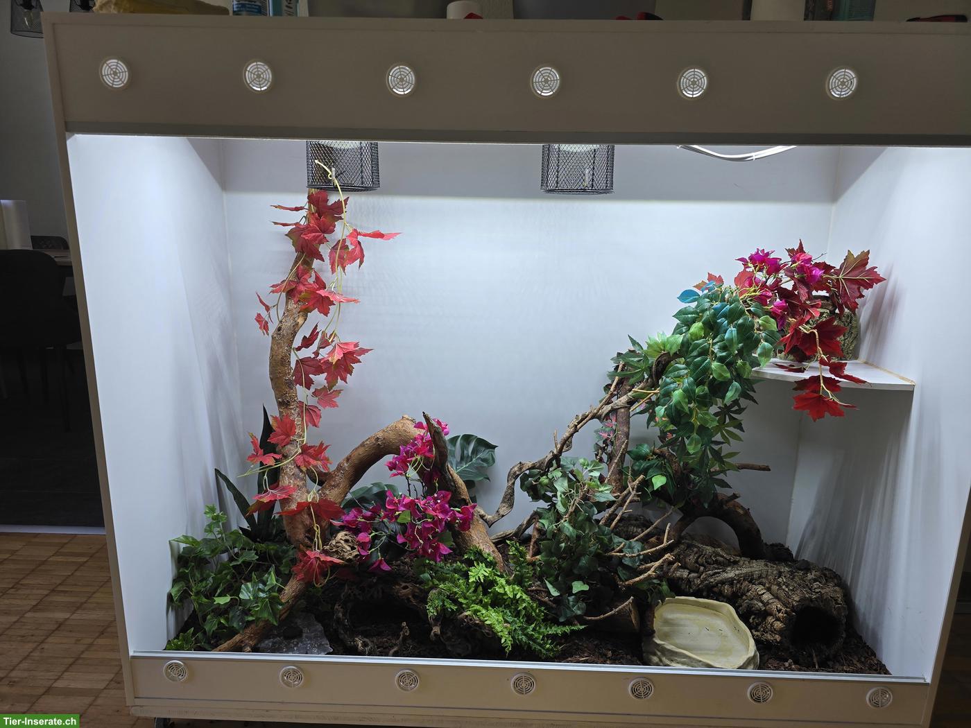 Boa constrictor ca. 4-jährig mit professionellem Terrarium abzugeben