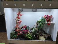 Boa constrictor ca. 4-jährig mit professionellem Terrarium abzugeben