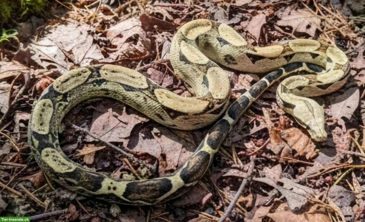 Bild 2: Boa constrictor ca. 4-jährig mit professionellem Terrarium abzugeben