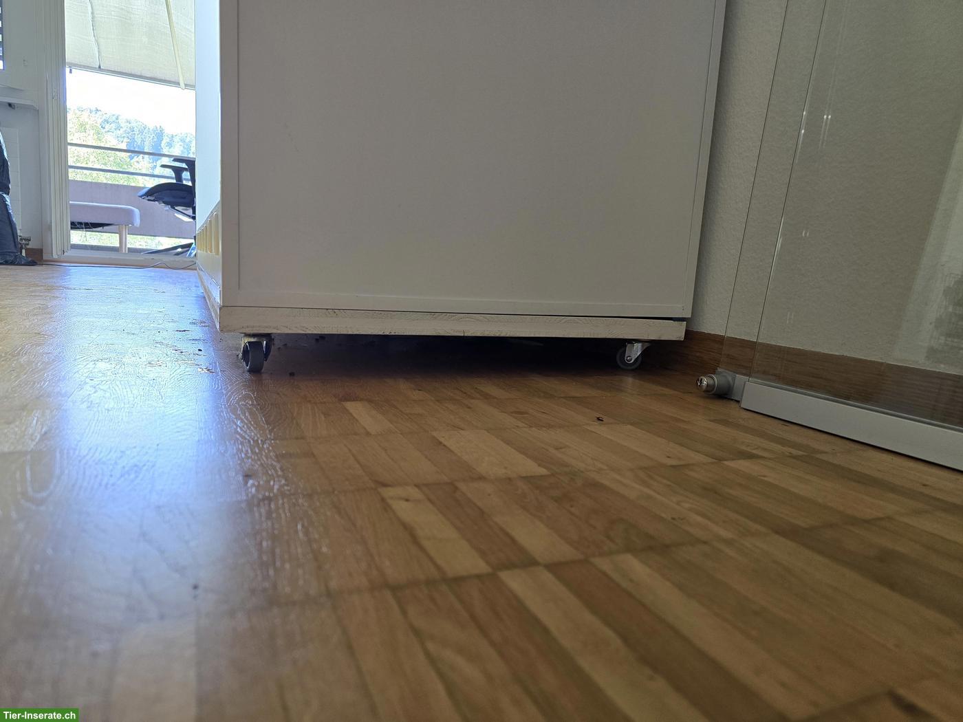 Bild 5: Boa constrictor ca. 4-jährig mit professionellem Terrarium abzugeben