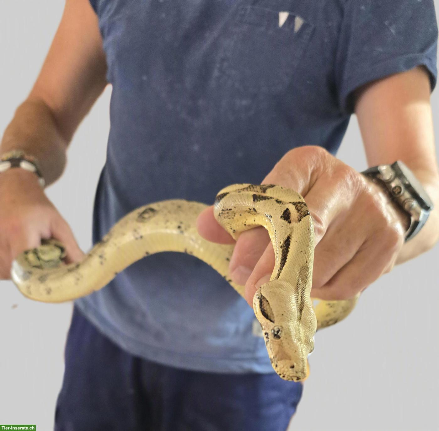 Bild 6: Boa constrictor ca. 4-jährig mit professionellem Terrarium abzugeben
