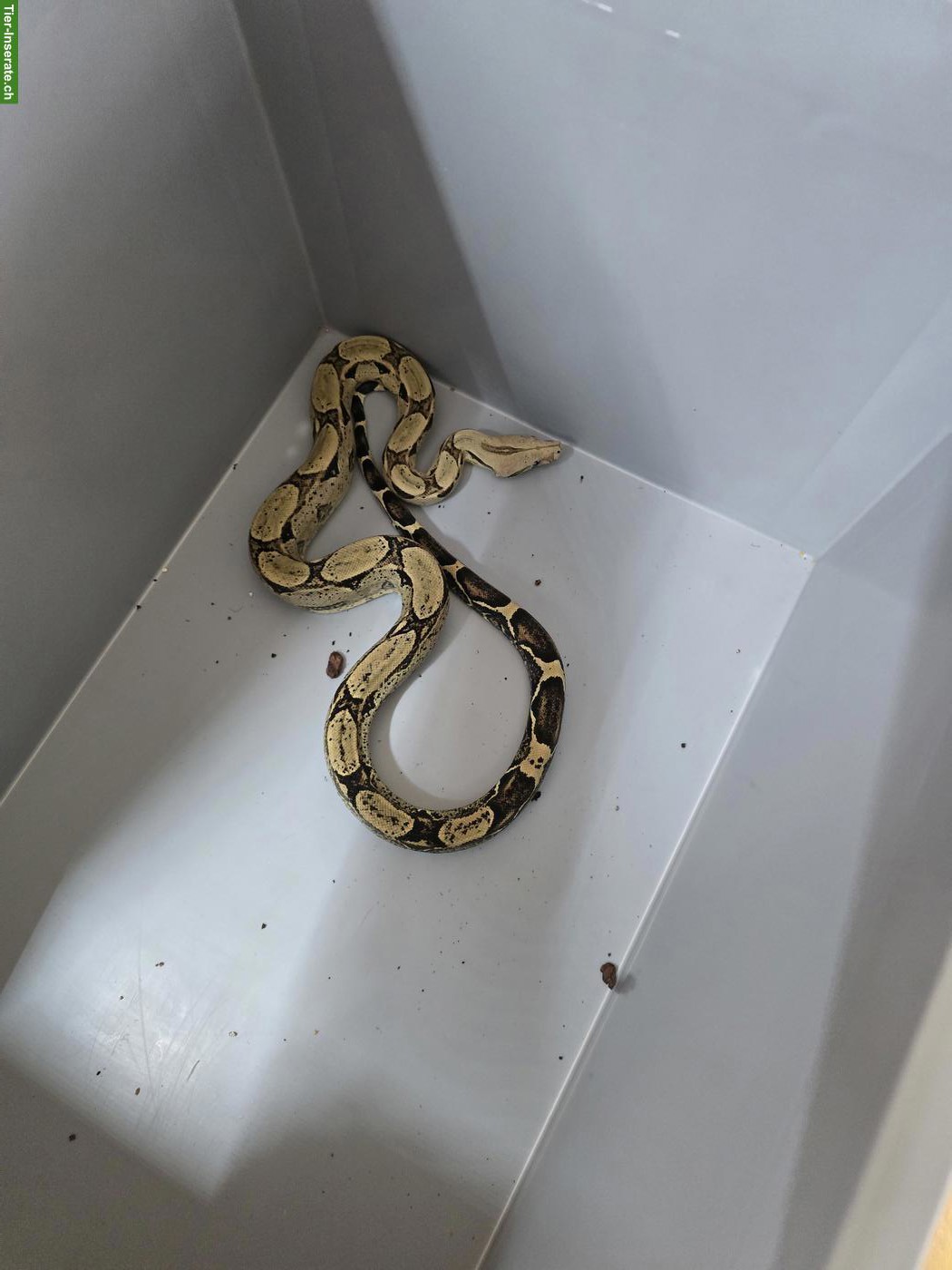 Bild 7: Boa constrictor ca. 4-jährig mit professionellem Terrarium abzugeben