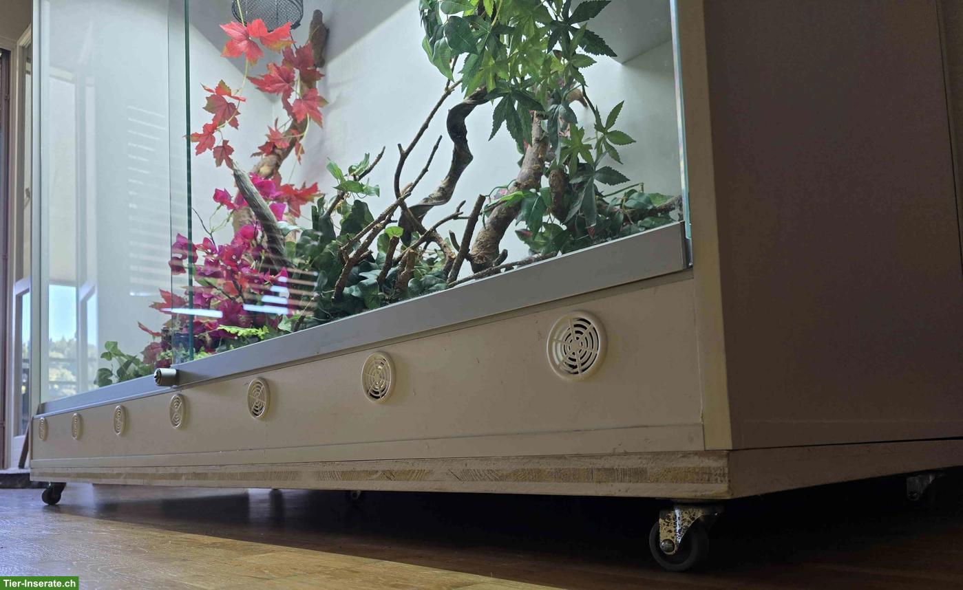 Bild 8: Boa constrictor ca. 4-jährig mit professionellem Terrarium abzugeben