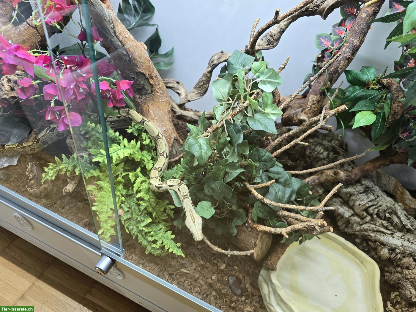 Bild 9: Boa constrictor ca. 4-jährig mit professionellem Terrarium abzugeben