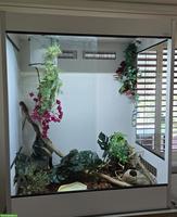 2 Kornnattern mit prof. Terrarium abzugeben