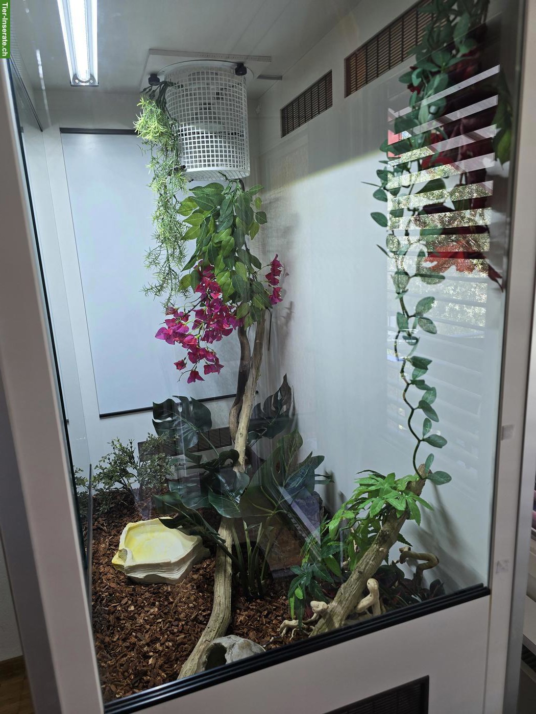 Bild 2: 2 Kornnattern mit prof. Terrarium abzugeben
