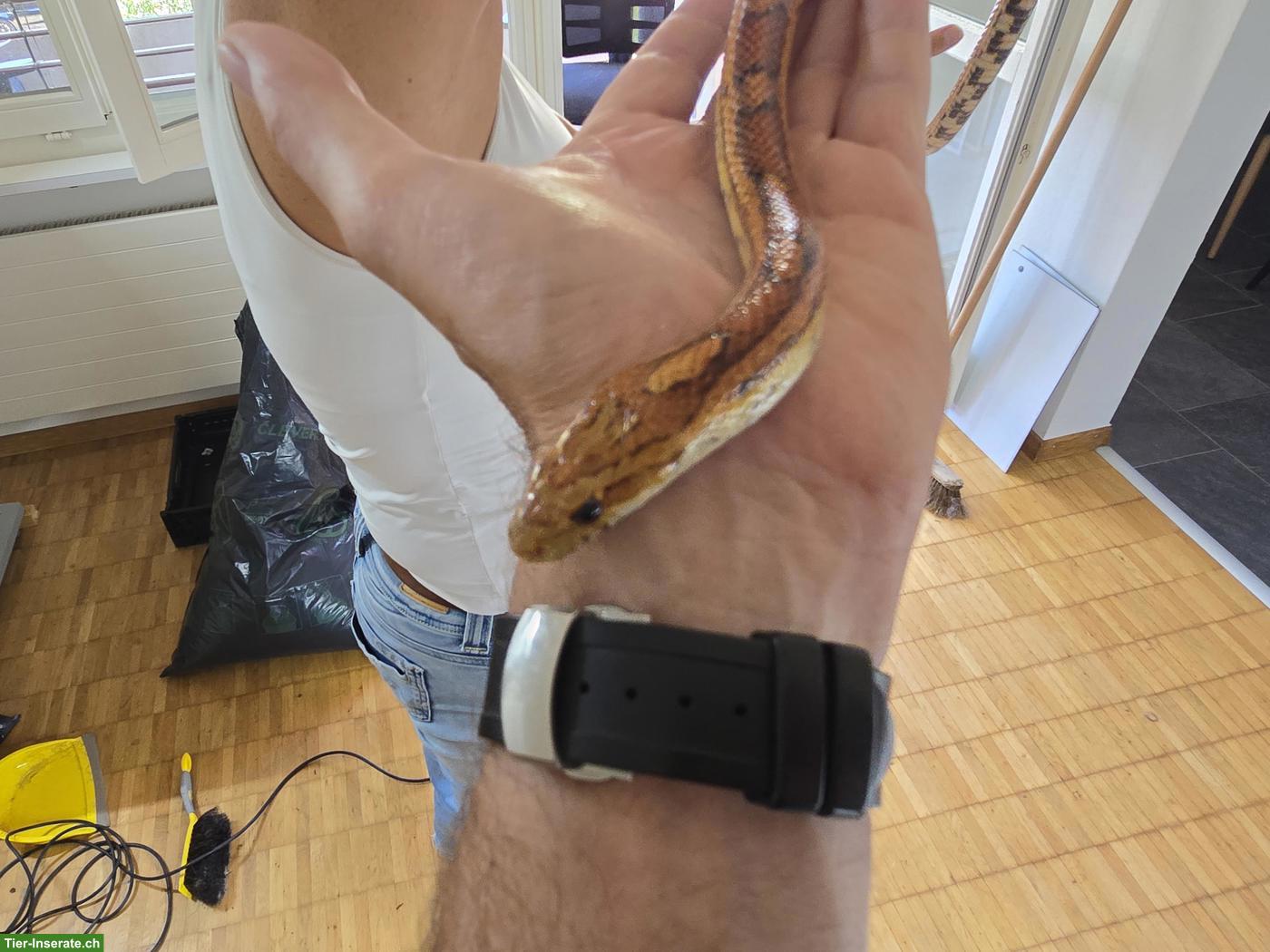 Bild 3: 2 Kornnattern mit prof. Terrarium abzugeben