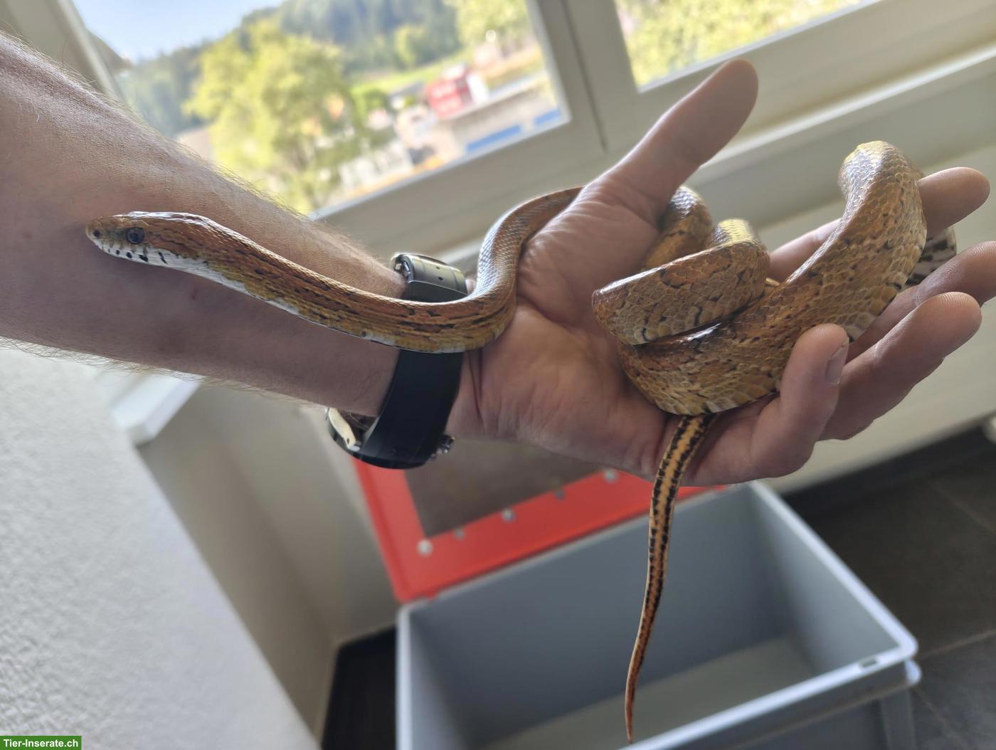 Bild 7: 2 Kornnattern mit prof. Terrarium abzugeben