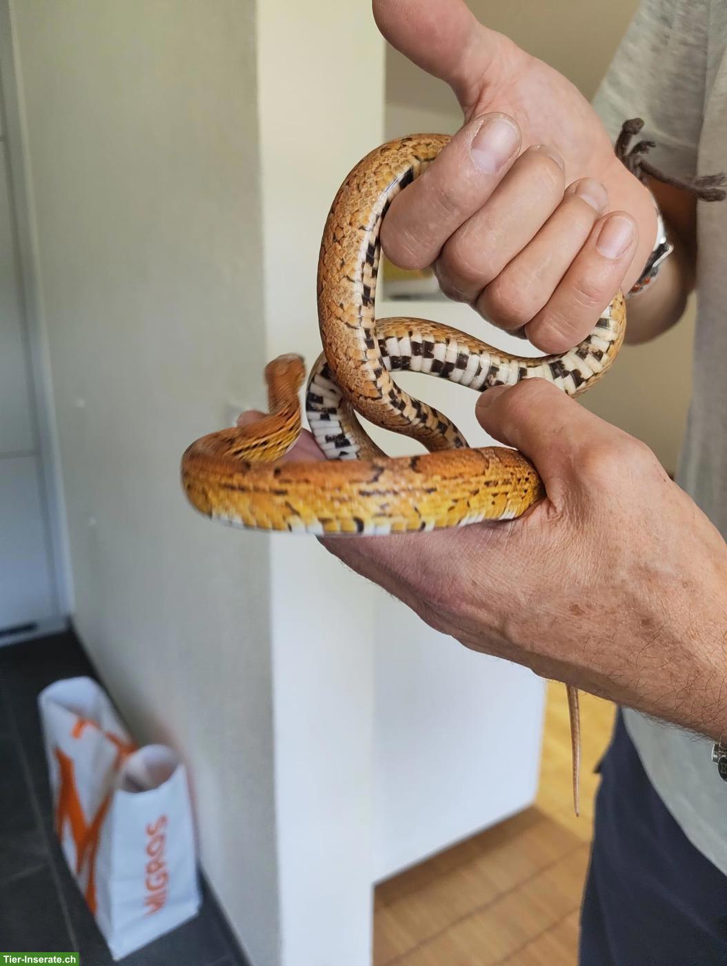 Bild 8: 2 Kornnattern mit prof. Terrarium abzugeben