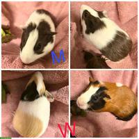Meerschweinchen Babys suchen neues Zuhause