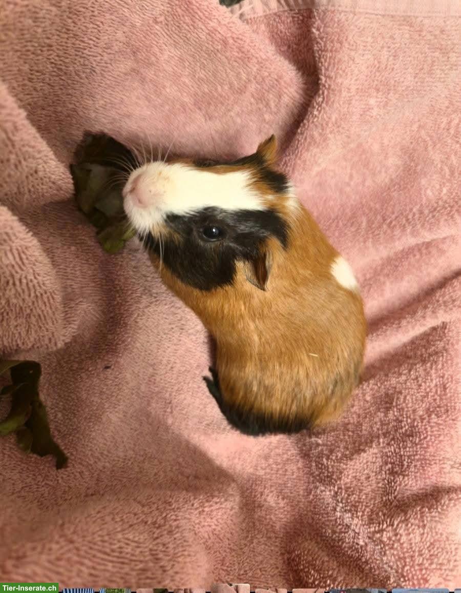 Bild 3: Meerschweinchen Babys suchen neues Zuhause