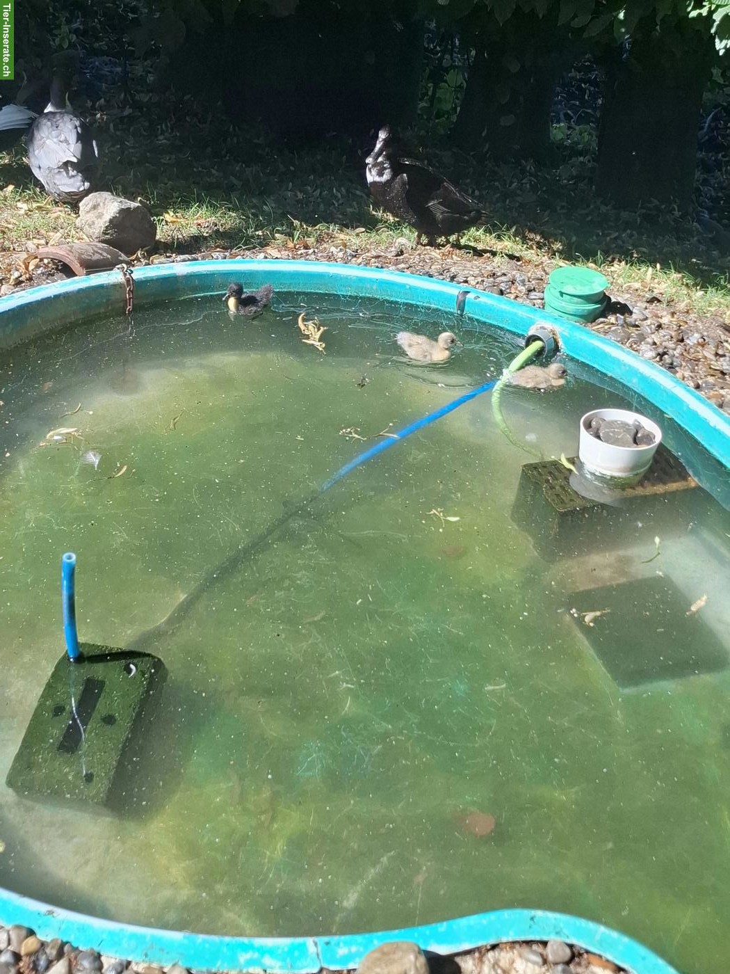 Bild 2: 3 junge Enten abzugeben