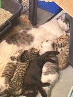 5 süsse Kitten suchen liebevolles neues Zuhause 🐾