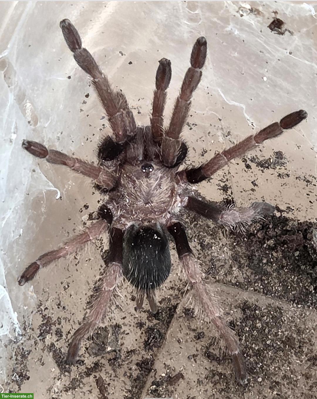 2 verschiedene Vogelspinnen inkl. Terrarium zu verkaufen