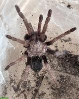 2 verschiedene Vogelspinnen inkl. Terrarium zu verkaufen