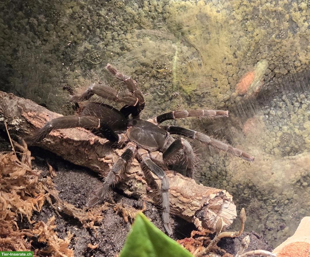 Bild 2: 2 verschiedene Vogelspinnen inkl. Terrarium zu verkaufen