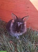 🐰 Süsses Zwergkaninchen-Männchen sucht liebes Zuhause