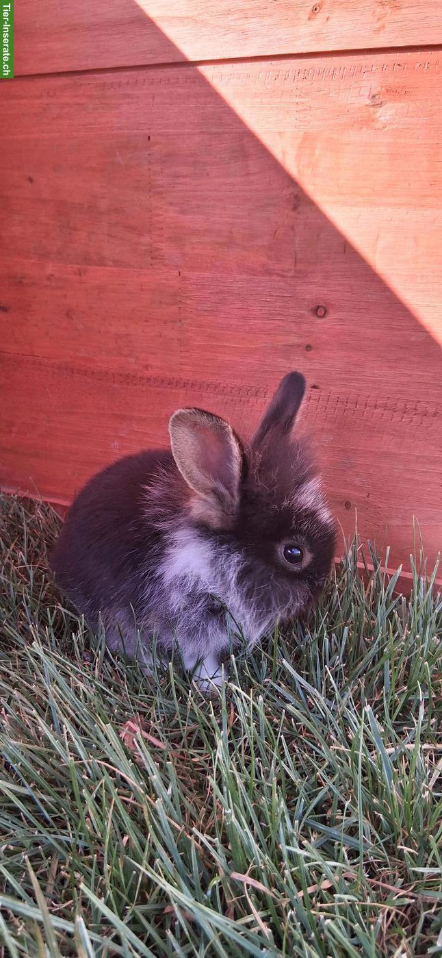 Bild 2: 🐰 Süsses Zwergkaninchen-Männchen sucht liebes Zuhause