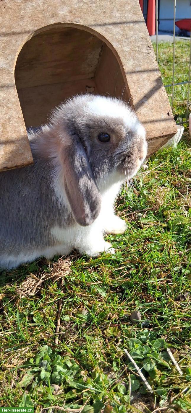 Bild 2: 🐰 Reinrassige Deckböckli - Minilop & Löwenköpfchen stehen bereit
