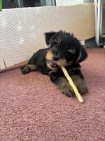 Süsser Yorkshire Terrier Welpe, Weibchen