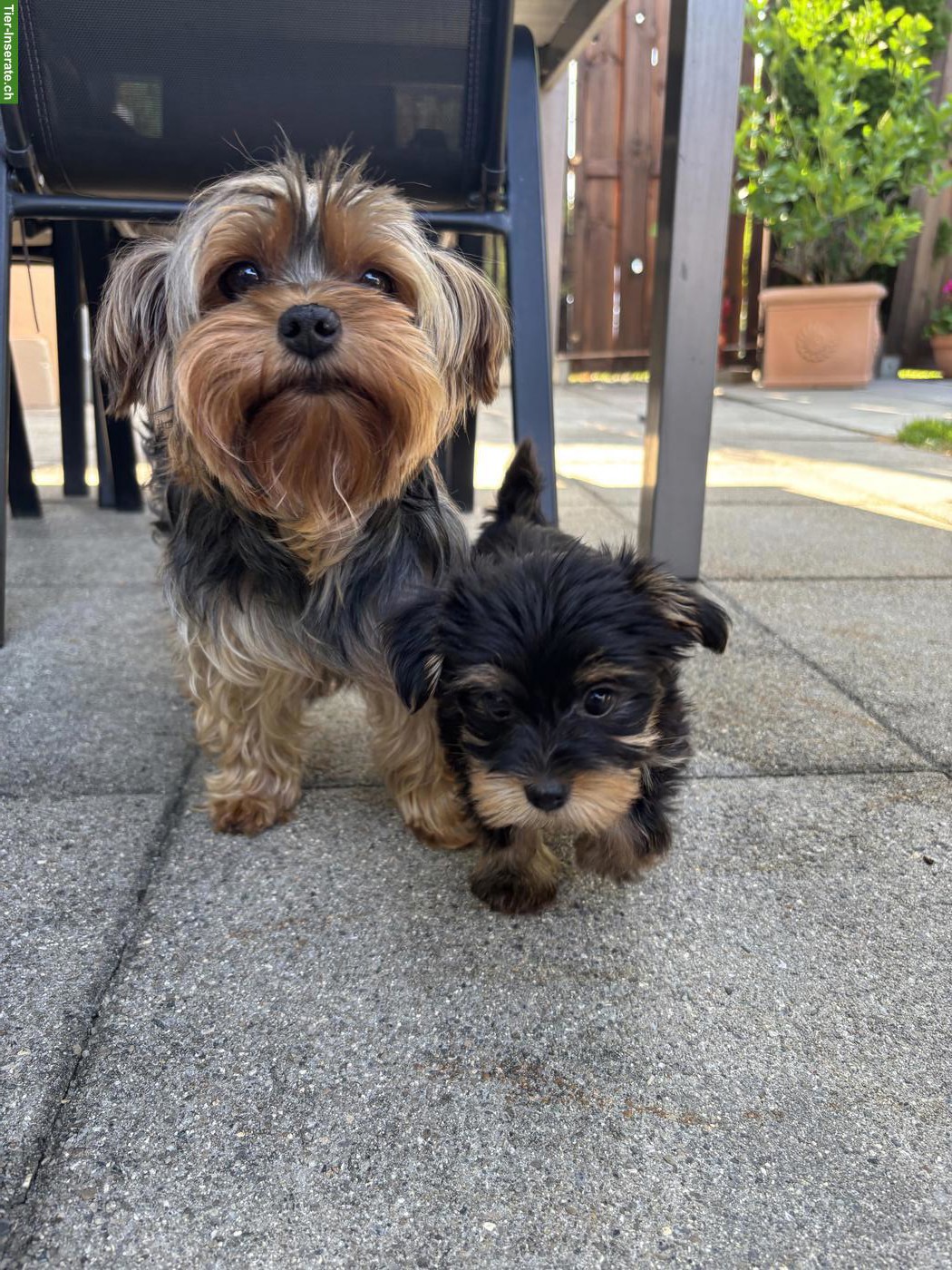 Bild 2: Süsser Yorkshire Terrier Welpe, Weibchen