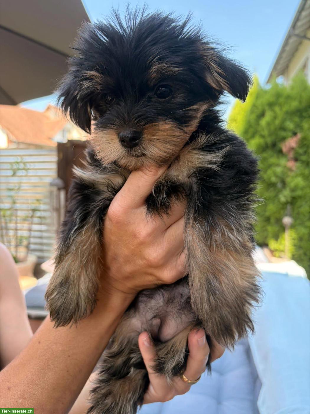 Bild 3: Süsser Yorkshire Terrier Welpe, Weibchen
