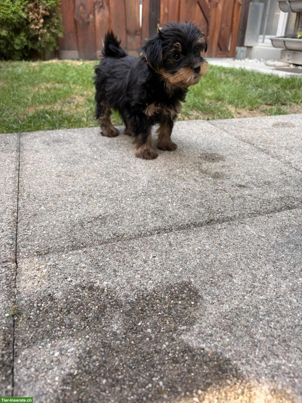 Bild 4: Süsser Yorkshire Terrier Welpe, Weibchen