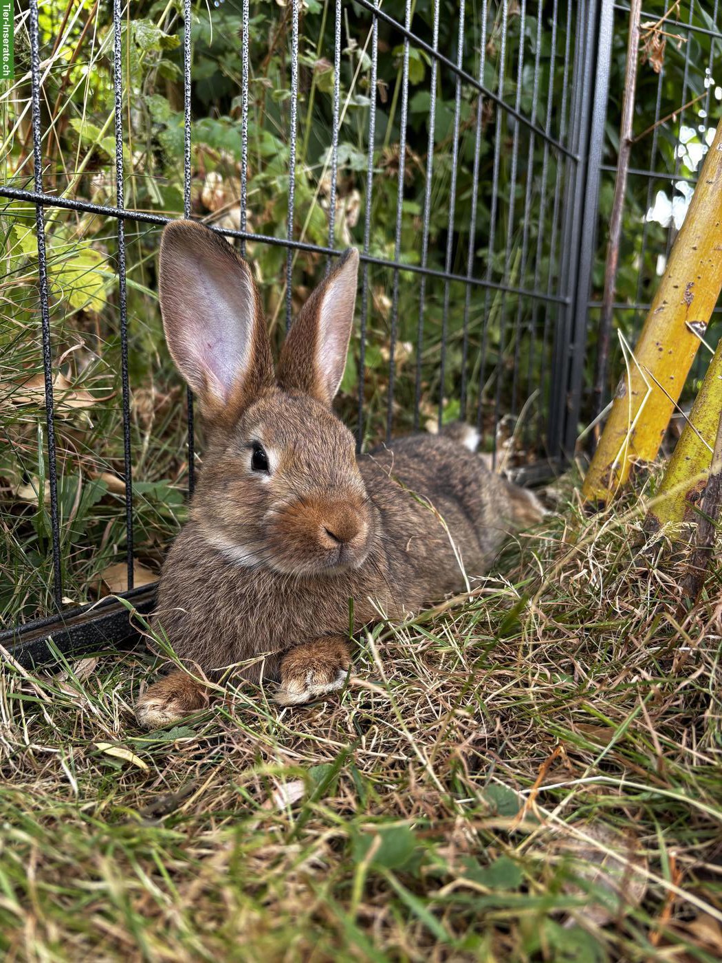 Bild 3: Junge Kaninchen Männchen, mittelgrosse Rasse