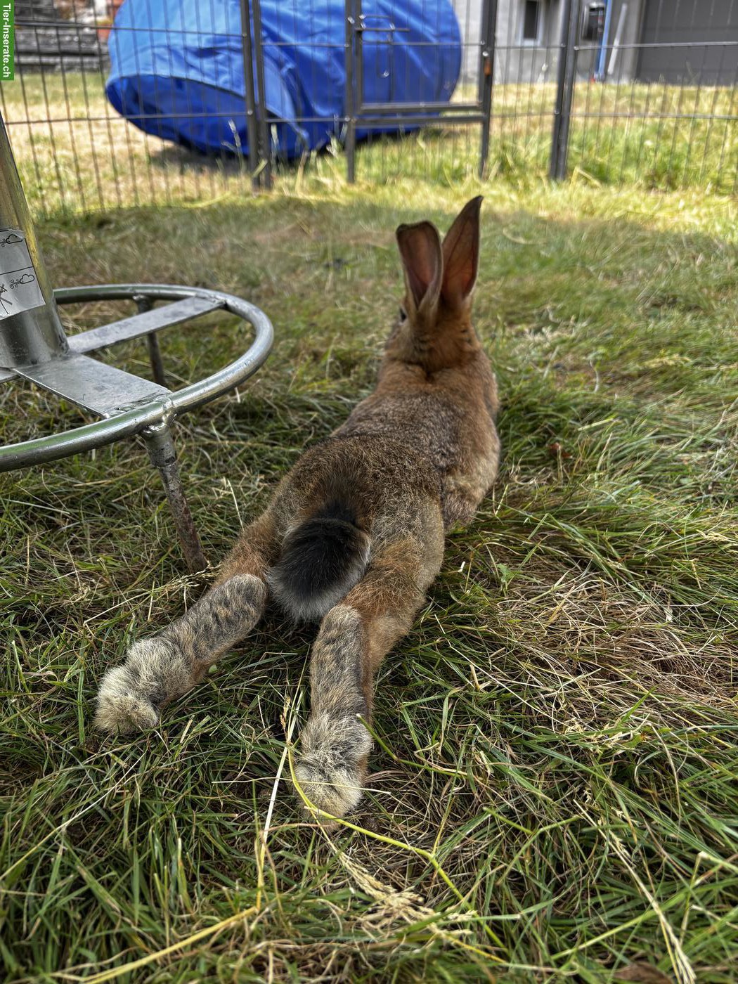 Bild 4: Junge Kaninchen Männchen, mittelgrosse Rasse