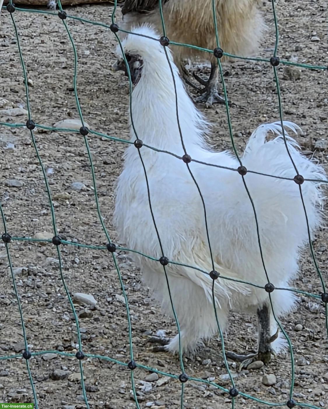 Bild 3: Zwergseidenhähne abzugeben