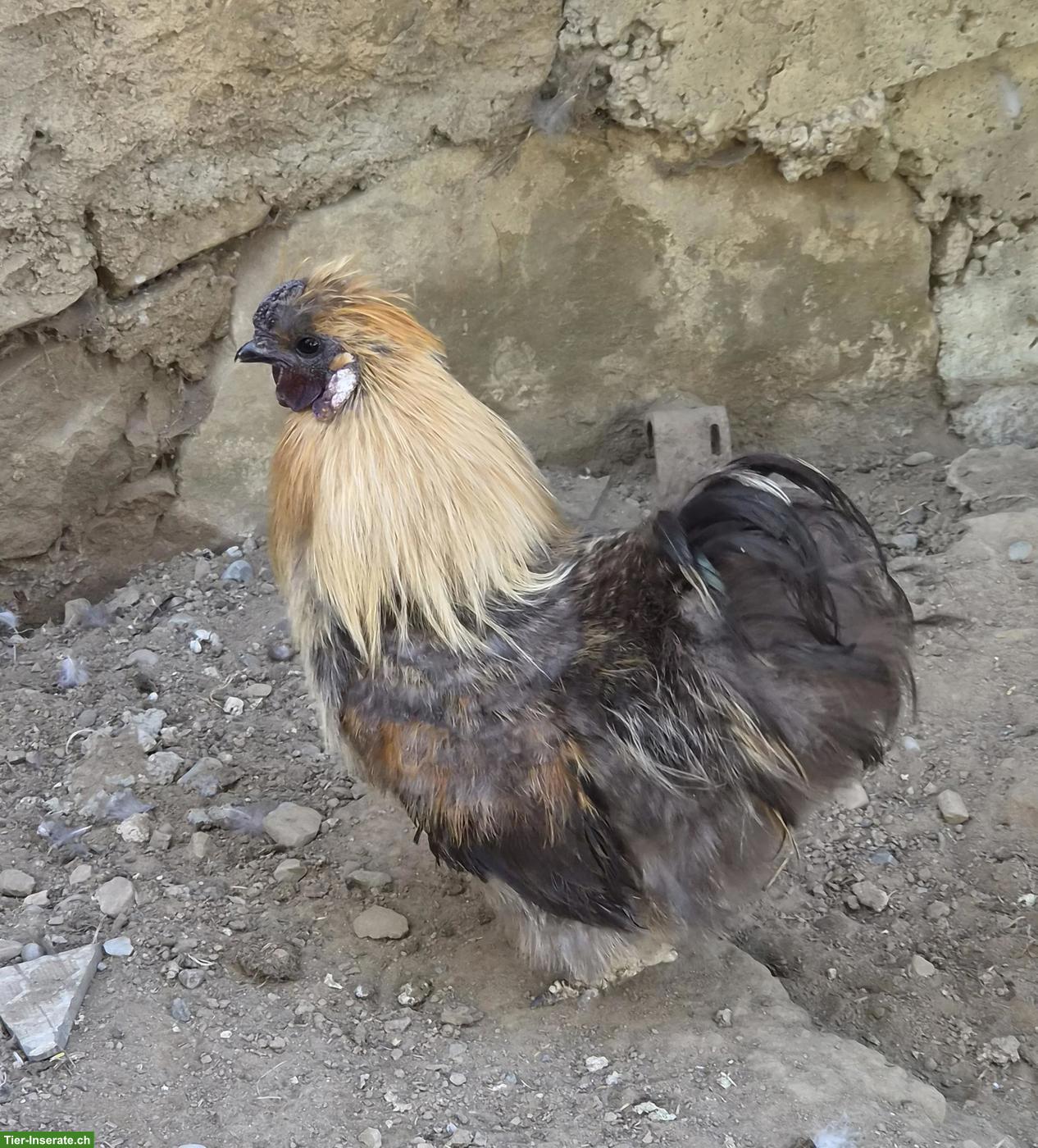 Bild 4: Zwergseidenhähne abzugeben