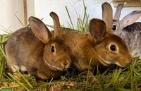 2 Chinchilla/Rex Kaninchen Weibchen
