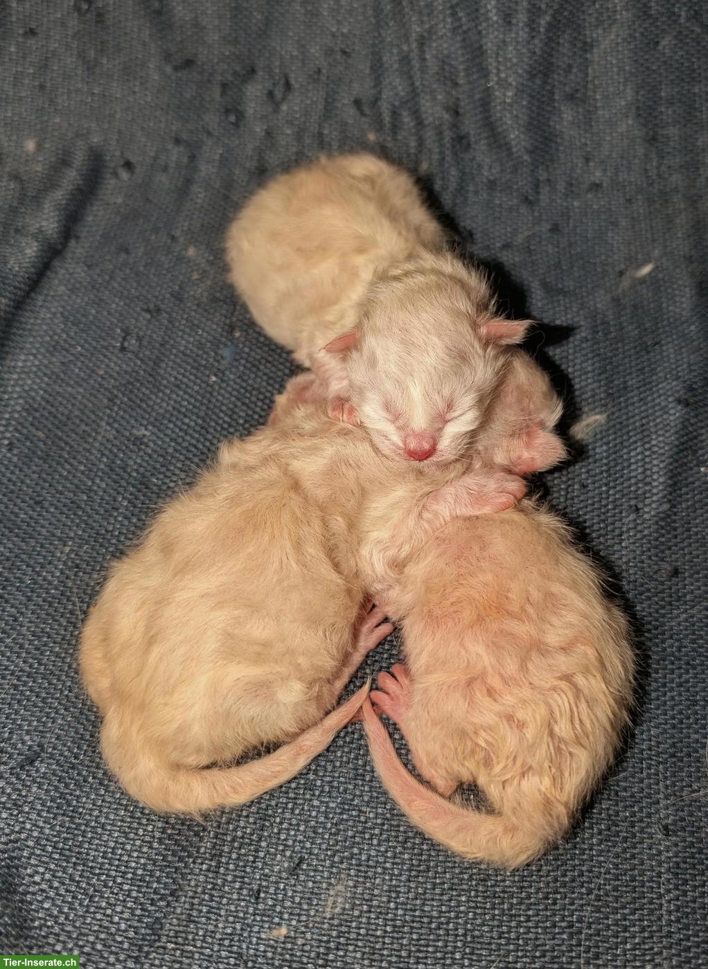 Bild 2: Zauberhafte Heilige Birma Kitten „vom Mückenberg“ 🐾