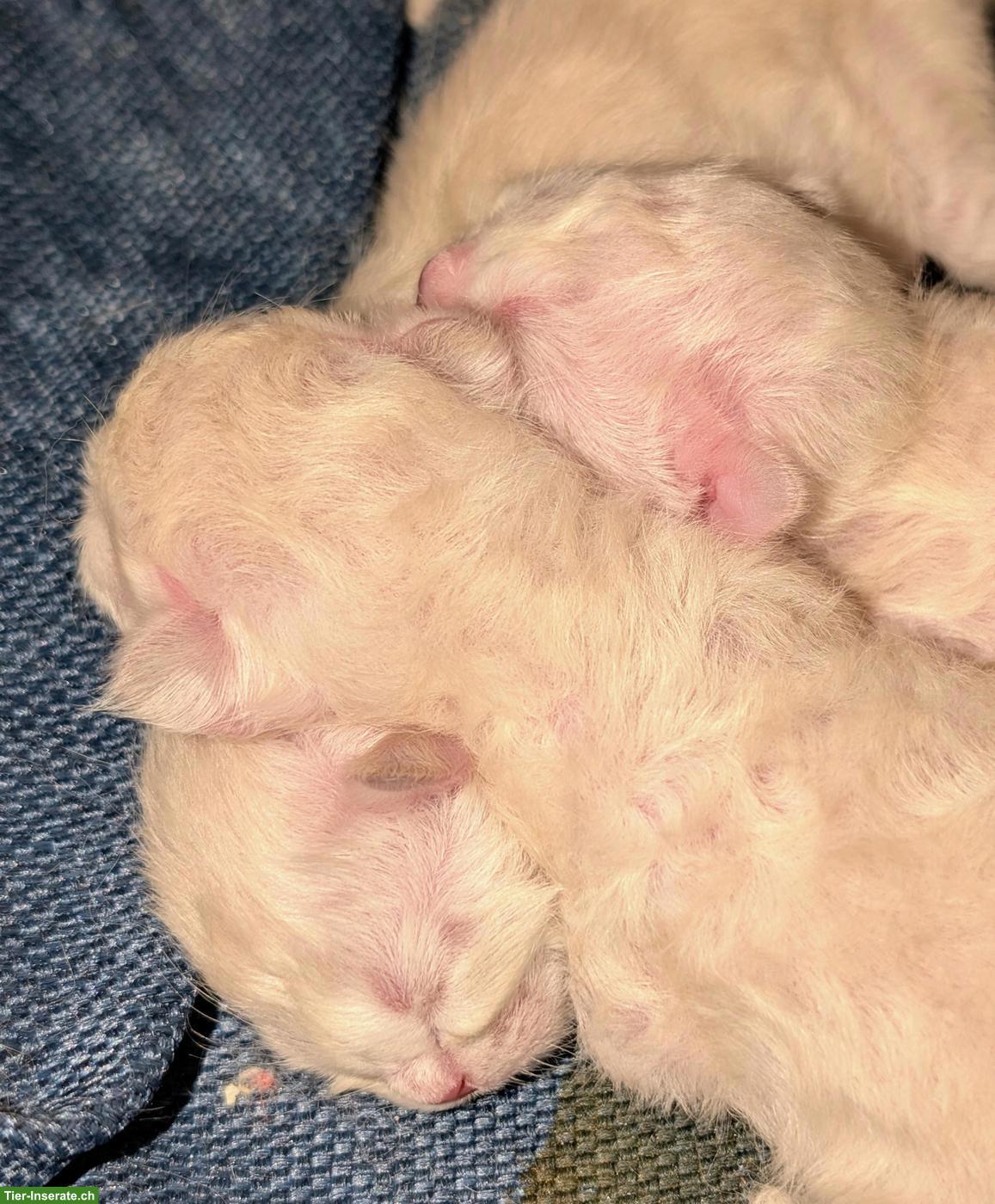 Bild 3: Zauberhafte Heilige Birma Kitten „vom Mückenberg“ 🐾