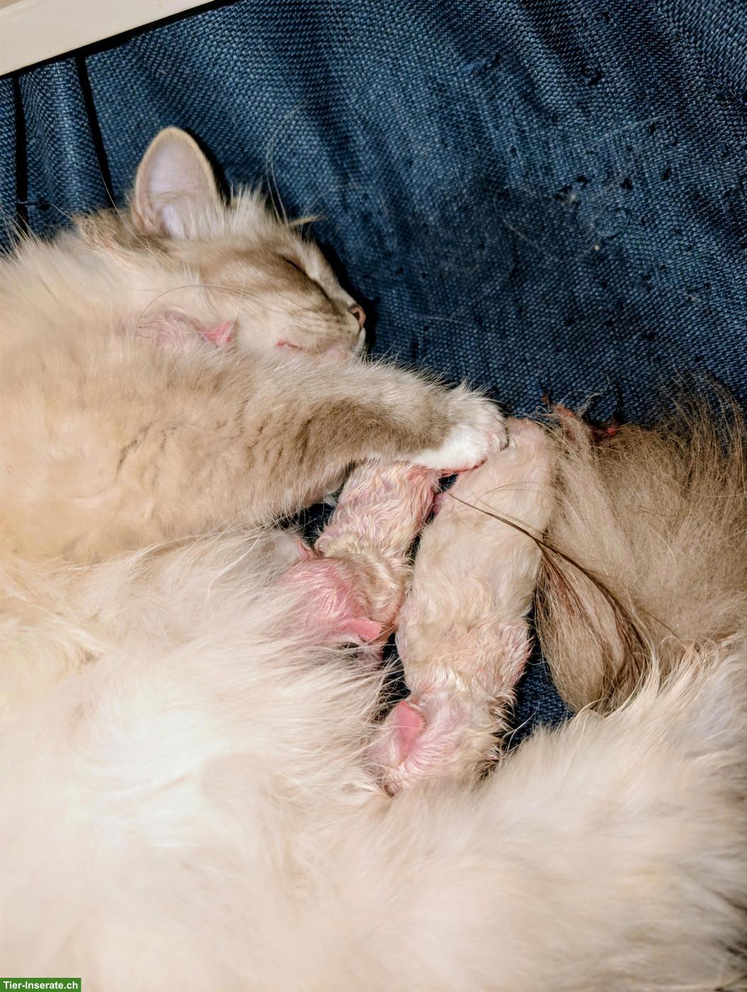 Bild 4: Zauberhafte Heilige Birma Kitten „vom Mückenberg“ 🐾