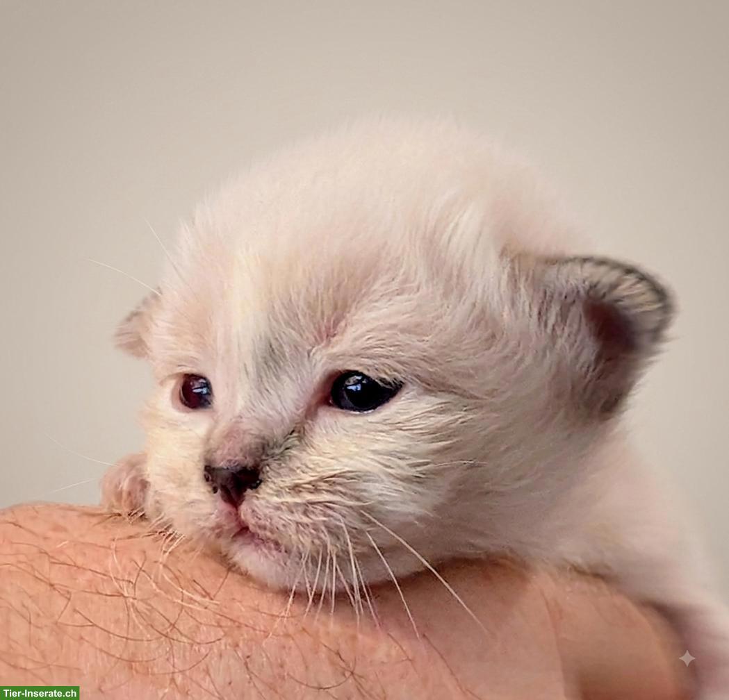 Bild 5: Zauberhafte Heilige Birma Kitten „vom Mückenberg“ 🐾