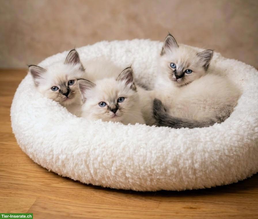 Bild 8: Zauberhafte Heilige Birma Kitten „vom Mückenberg“ 🐾