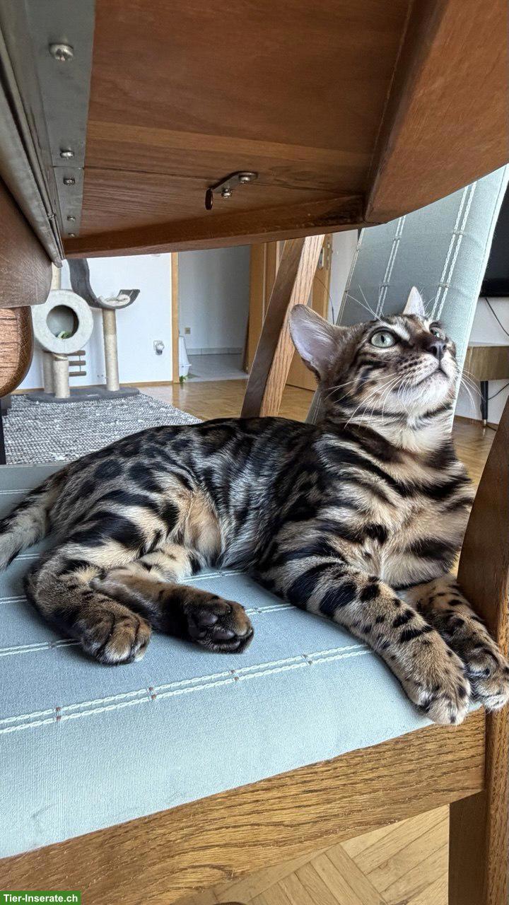 Bengal-Kater mit WCF-Stammbaum, geimpft, gechippt, kastriert