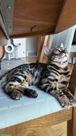 Bengal-Kater mit WCF-Stammbaum, geimpft, gechippt, kastriert