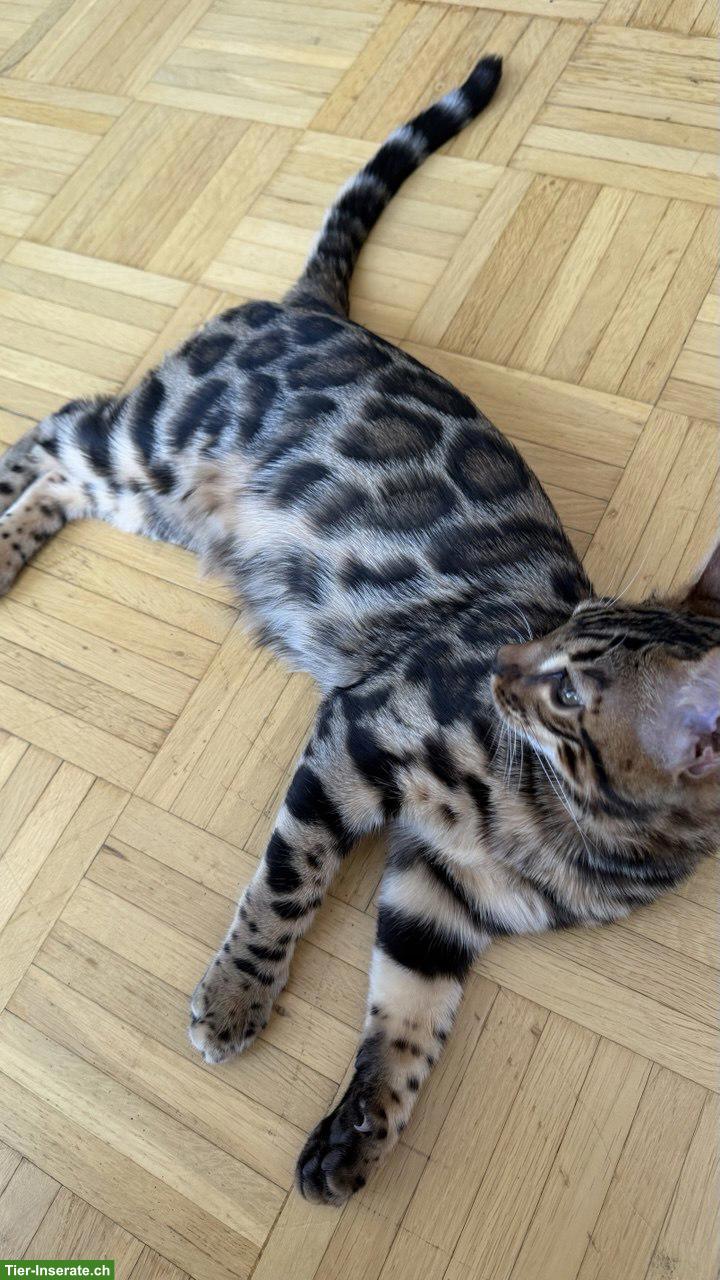 Bild 2: Bengal-Kater mit WCF-Stammbaum, geimpft, gechippt, kastriert