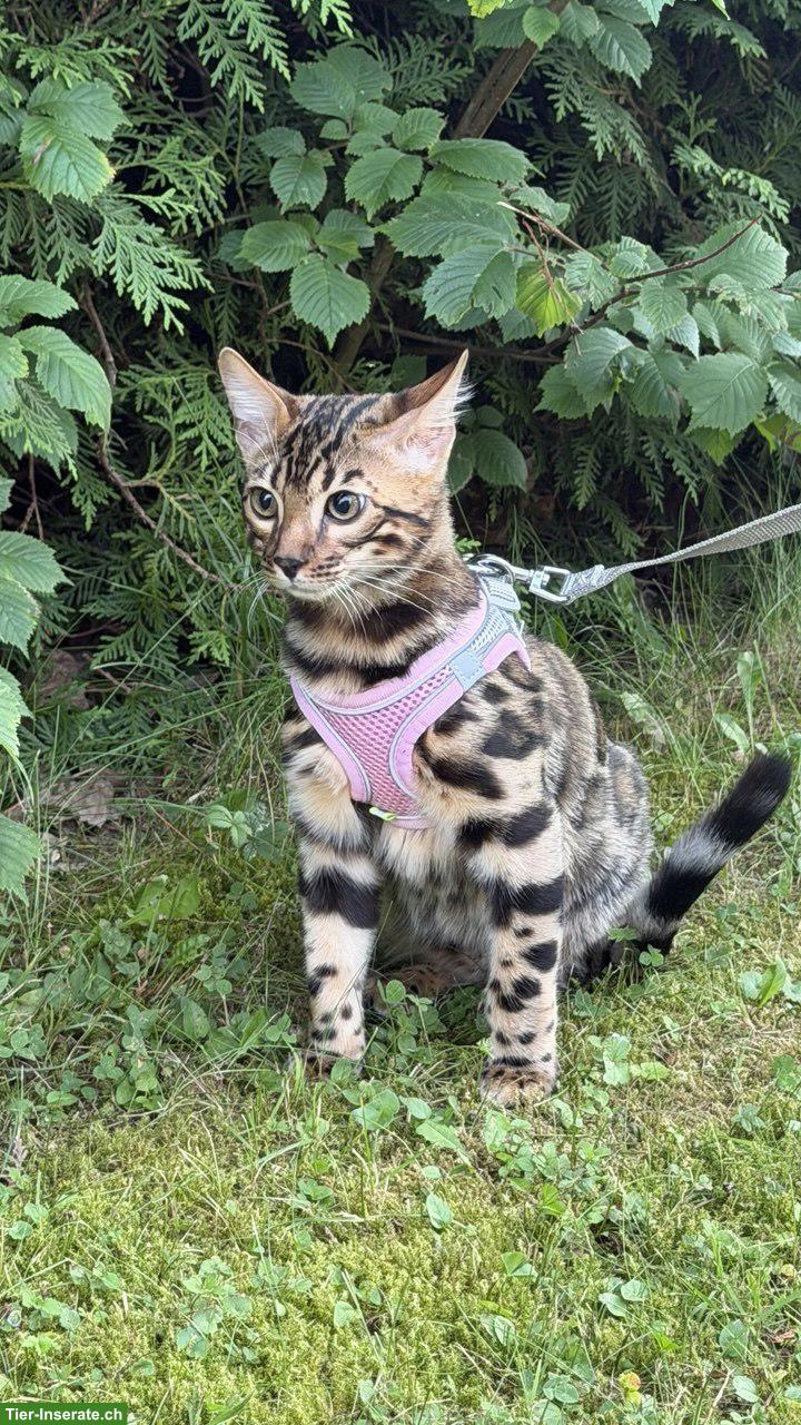 Bild 3: Bengal-Kater mit WCF-Stammbaum, geimpft, gechippt, kastriert