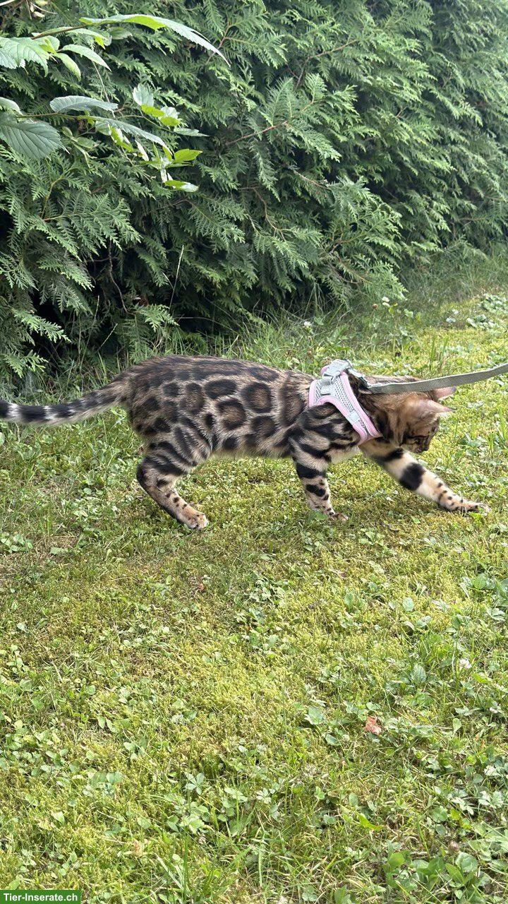 Bild 4: Bengal-Kater mit WCF-Stammbaum, geimpft, gechippt, kastriert