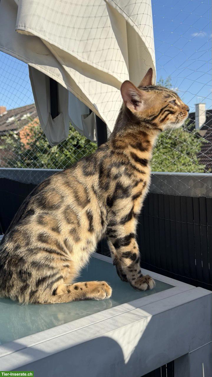 Bild 5: Bengal-Kater mit WCF-Stammbaum, geimpft, gechippt, kastriert
