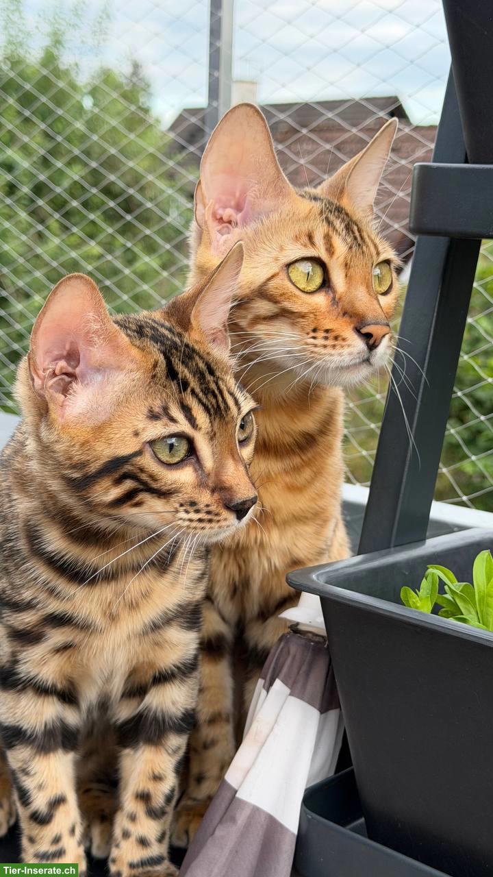 Bild 6: Bengal-Kater mit WCF-Stammbaum, geimpft, gechippt, kastriert