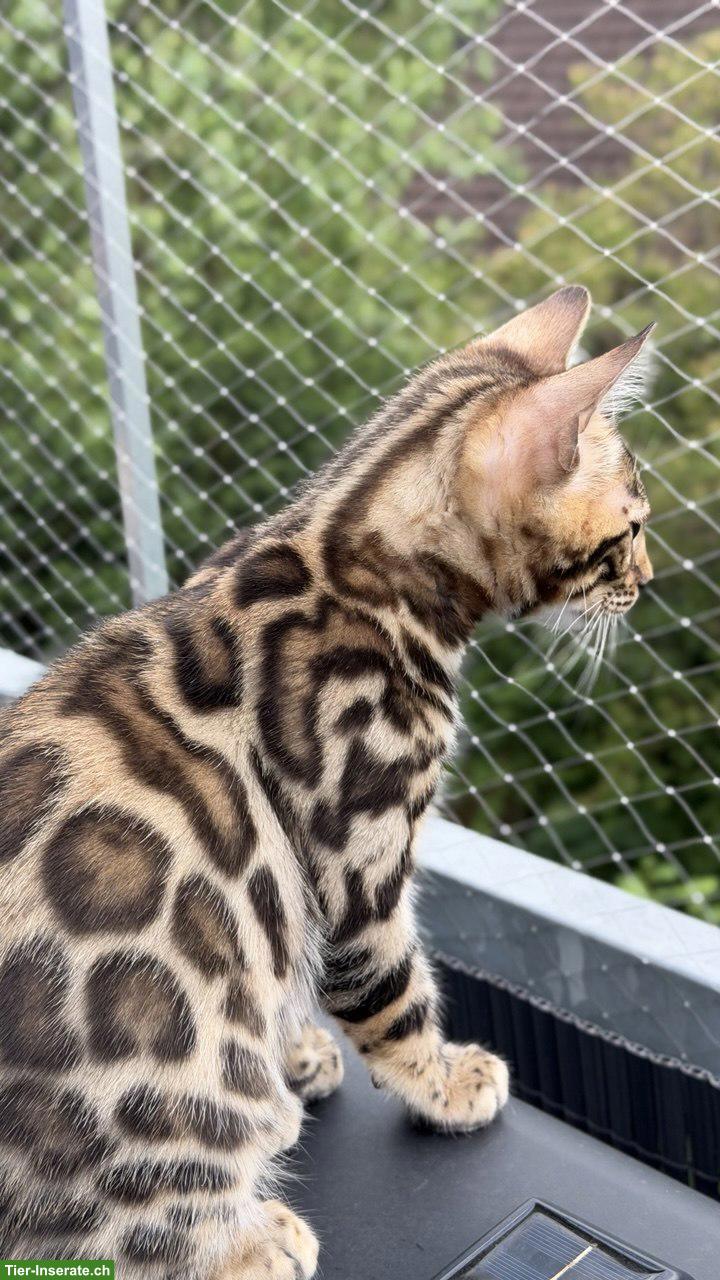 Bild 7: Bengal-Kater mit WCF-Stammbaum, geimpft, gechippt, kastriert
