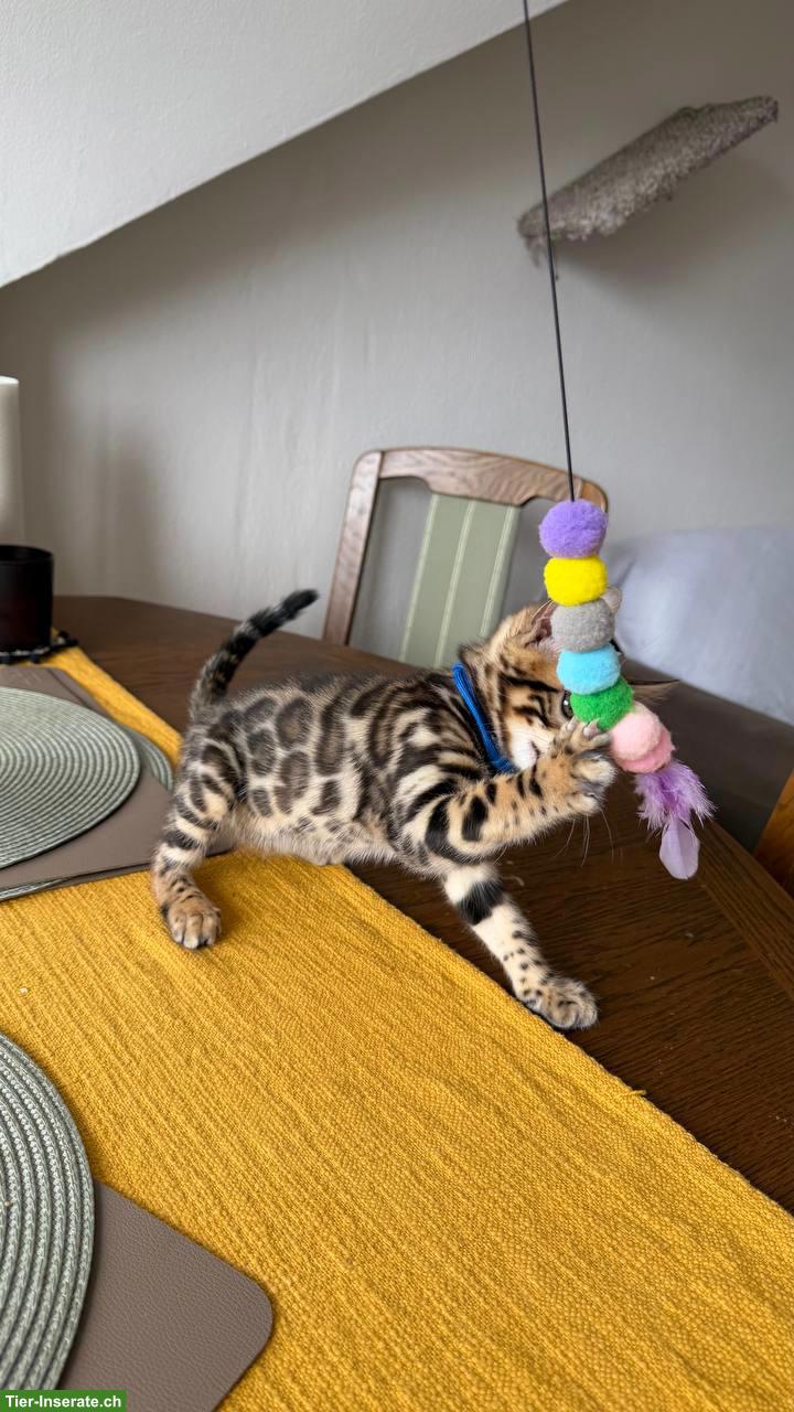 Bild 8: Bengal-Kater mit WCF-Stammbaum, geimpft, gechippt, kastriert