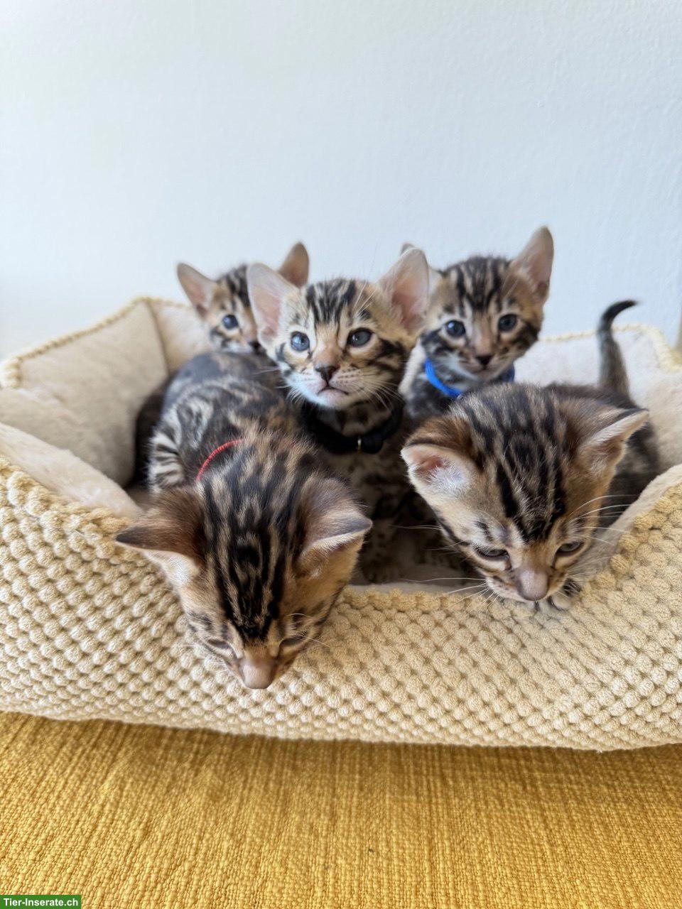 Bild 9: Bengal-Kater mit WCF-Stammbaum, geimpft, gechippt, kastriert